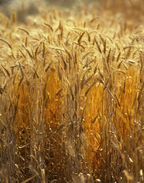 OR, Willamette Valley Ripe Wheat stalks